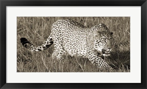 Framed Leopard Hunting Print