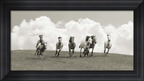 Framed Herd of Wild Horses (BW) Print
