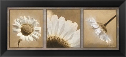 Framed Daisy Trio Print