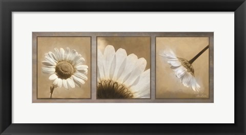 Framed Daisy Trio Print