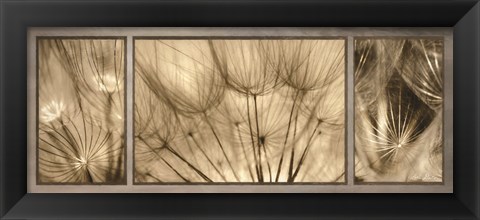 Framed Goatsbeard Trio Print