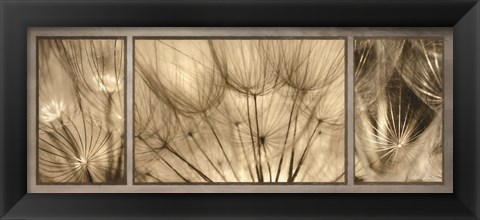 Framed Goatsbeard Trio Print