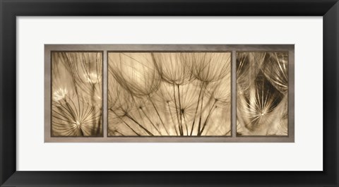 Framed Goatsbeard Trio Print