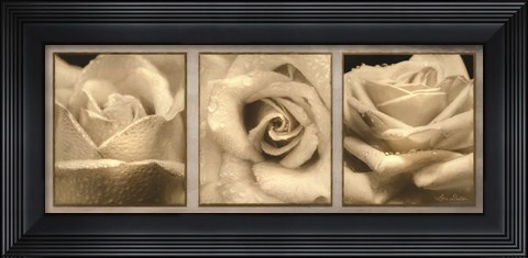 Framed Rose Trio Print