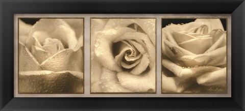 Framed Rose Trio Print