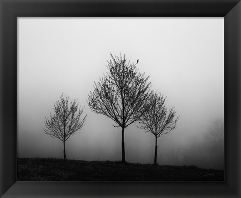 Framed In the Fog Crop Print