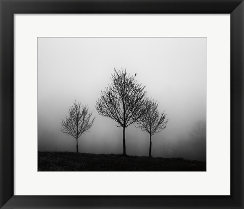 Framed In the Fog Crop Print