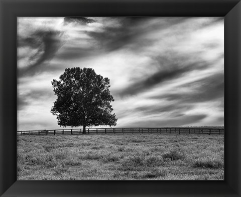 Framed Majestic Crop Print