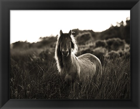 Framed Evening Glow Crop Print