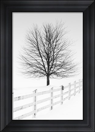 Framed Along the Lane III Print