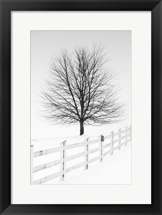 Framed Along the Lane III Print