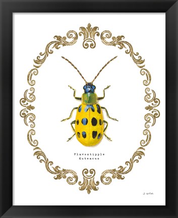 Framed Adorning Coleoptera VII Print