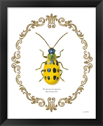 Framed Adorning Coleoptera VII Print