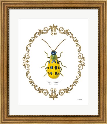 Framed Adorning Coleoptera VII Print