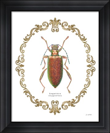 Framed Adorning Coleoptera VI Print