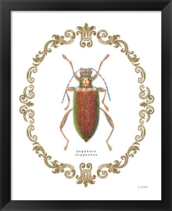 Framed Adorning Coleoptera VI Print