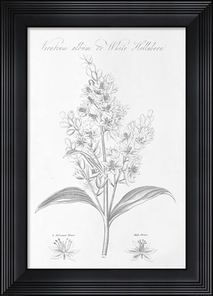 Framed Botany Book XI Print