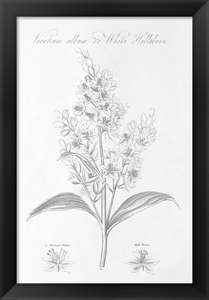 Framed Botany Book XI Print