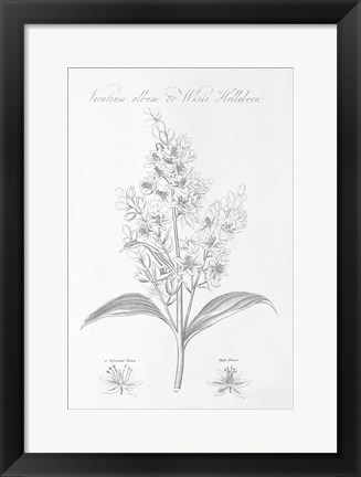 Framed Botany Book XI Print