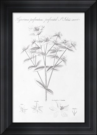 Framed Botany Book X Print