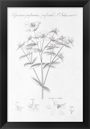 Framed Botany Book X Print