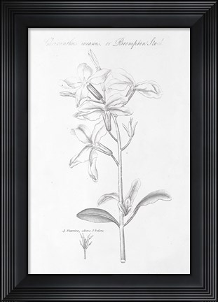 Framed Botany Book IX Print