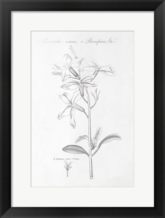 Framed Botany Book IX Print