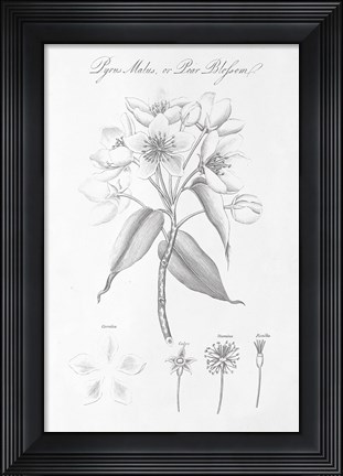 Framed Botany Book VIII Print
