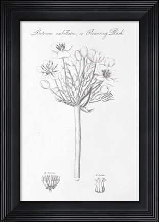 Framed Botany Book VII Print