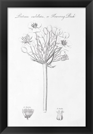 Framed Botany Book VII Print
