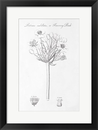 Framed Botany Book VII Print