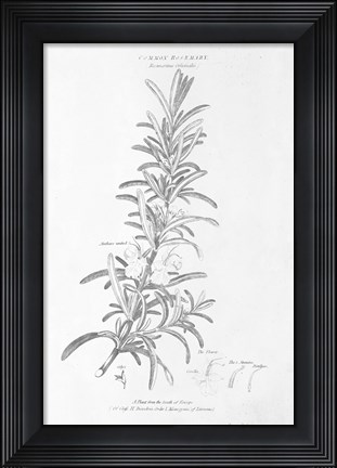 Framed Botany Book VI Print