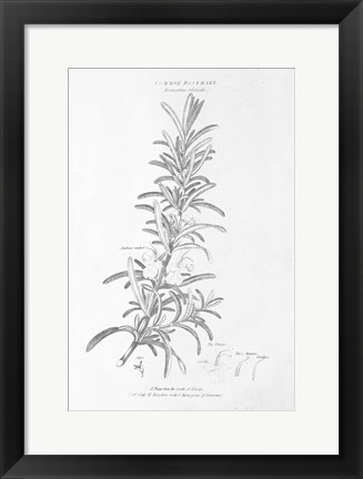 Framed Botany Book VI Print