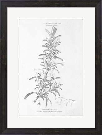 Framed Botany Book VI Print