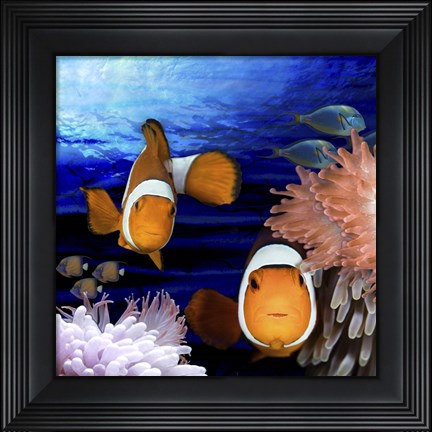 Framed Sea Creatures Clown Fish Print