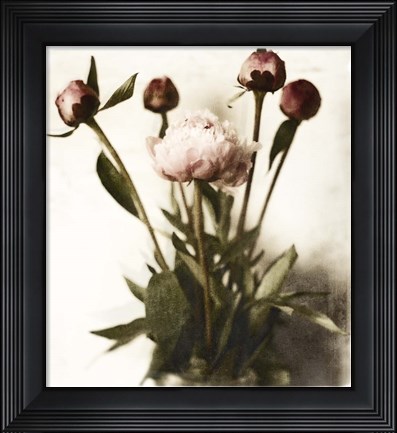 Framed Floral Peonies White Soft No Darks Print