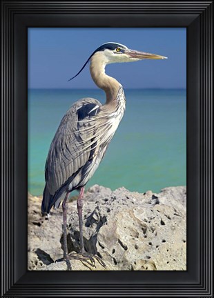 Framed Blue Heron Print