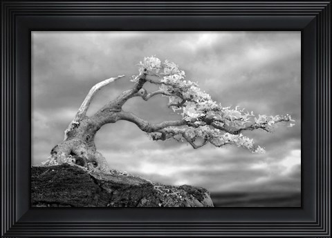 Framed Bonzai Print