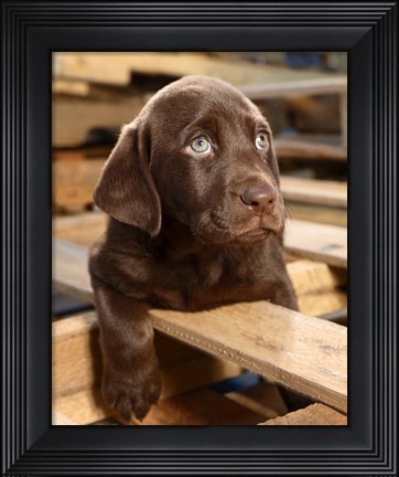 Framed Bryce Puppy Print