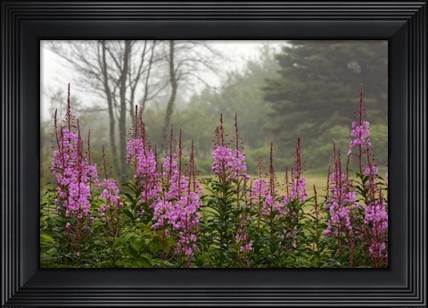 Framed Campobello Lupine Print