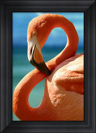 Framed Flamingo Print