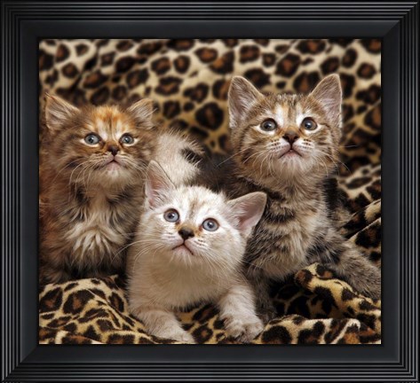 Framed Kittens 3 Print
