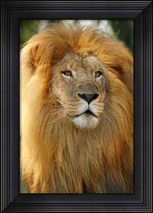 Framed Lion Print