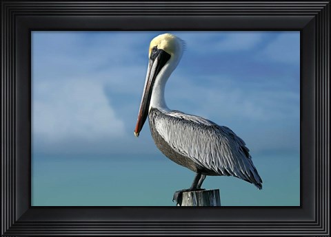 Framed Pelican Print