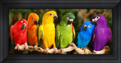 Framed Rainbow Parrots Print