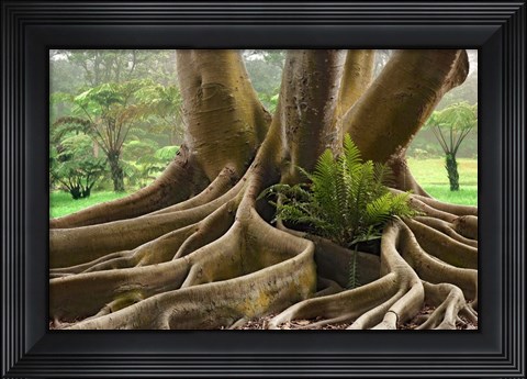 Framed Roots Sarasots Big Tree Print