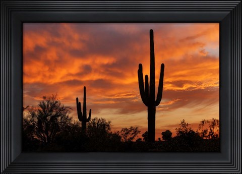 Framed Saguaros Amazing Sunset Print