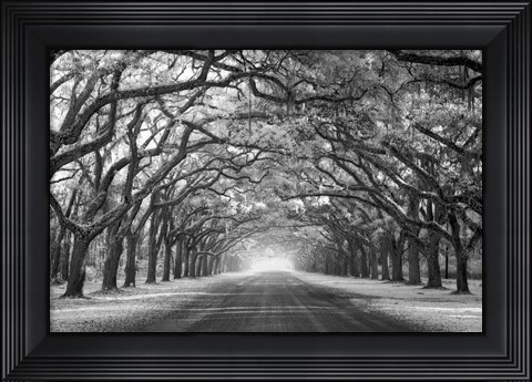 Framed Wormsloe Inf Light Print