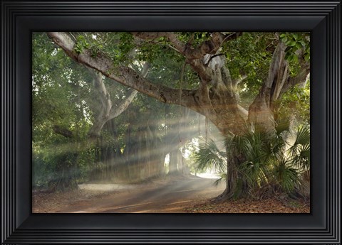Framed Boca Grande Banyon Street Print