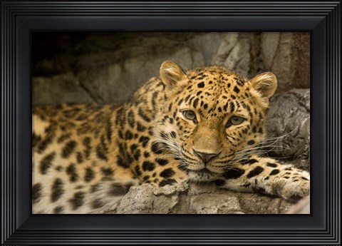 Framed Denver Zoo Snow Leopard Print